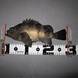 Chase（チェイス） 釣果