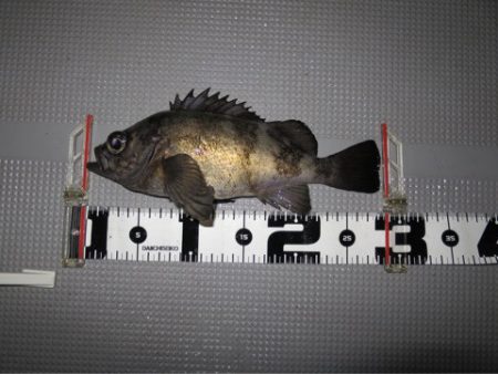 Chase（チェイス） 釣果