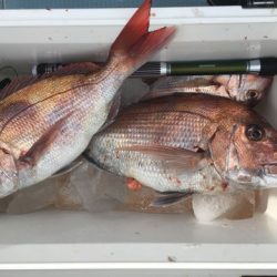 第二八坂丸 釣果