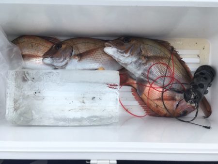 第二八坂丸 釣果