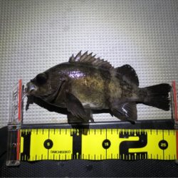 Chase（チェイス） 釣果