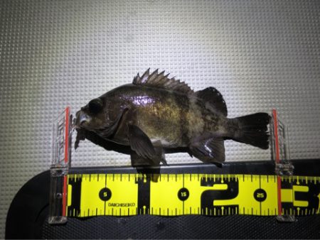 Chase（チェイス） 釣果