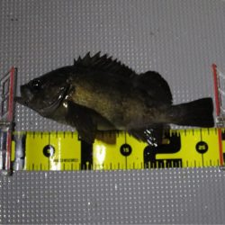 Chase（チェイス） 釣果