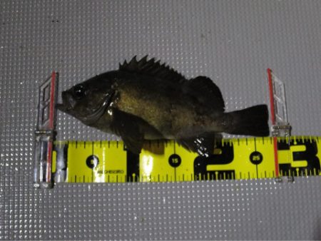 Chase（チェイス） 釣果