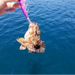 「LaGooN」蒼陽丸 日和号 釣果