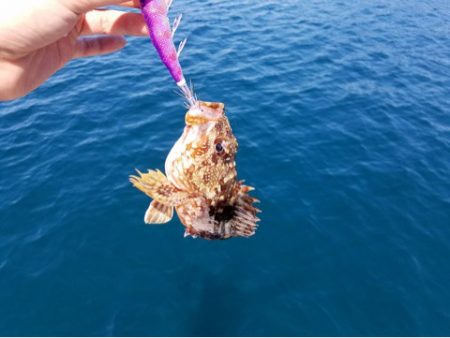 「LaGooN」蒼陽丸 日和号 釣果