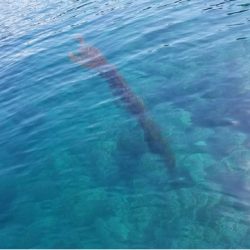 「LaGooN」蒼陽丸 日和号 釣果