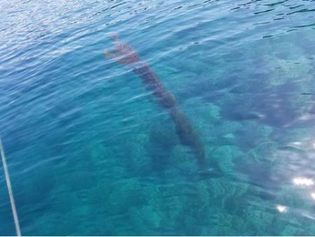 「LaGooN」蒼陽丸 日和号 釣果