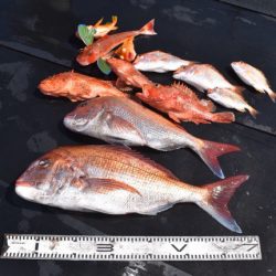 渡船屋たにぐち 釣果