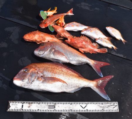 渡船屋たにぐち 釣果