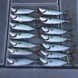 SeaRide(シーライド) 釣果