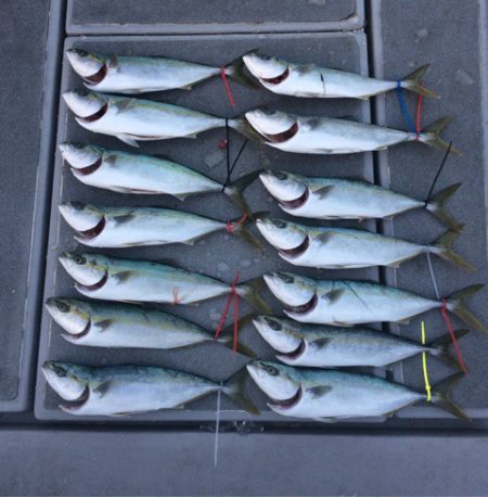 SeaRide(シーライド) 釣果