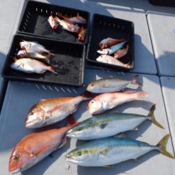 渡船屋たにぐち 釣果