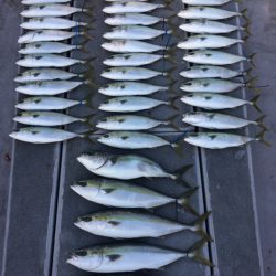 SeaRide(シーライド) 釣果