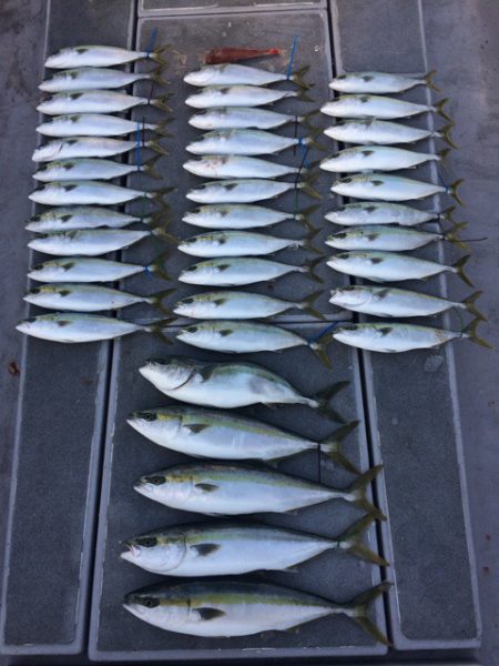 SeaRide(シーライド) 釣果