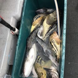 シーランチ 釣果