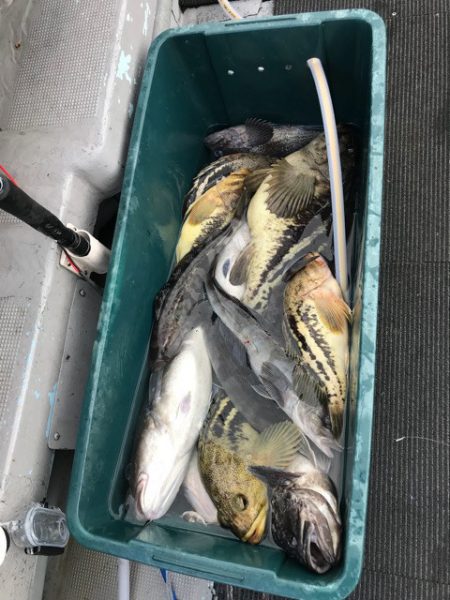 シーランチ 釣果