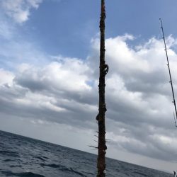 シーランチ 釣果