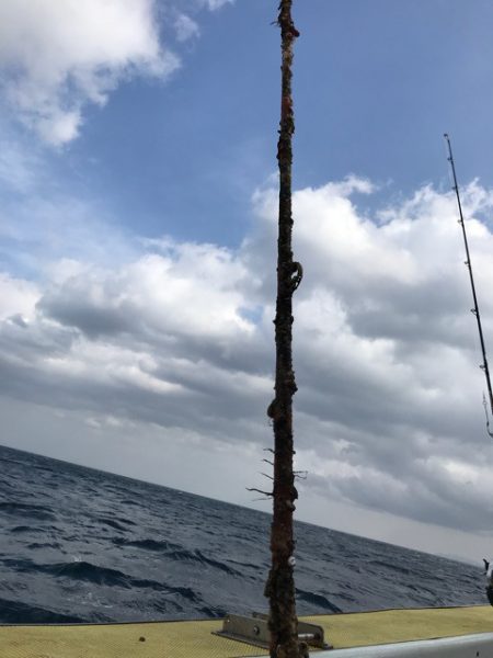 シーランチ 釣果