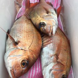 第二八坂丸 釣果