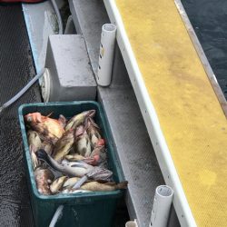 シーランチ 釣果