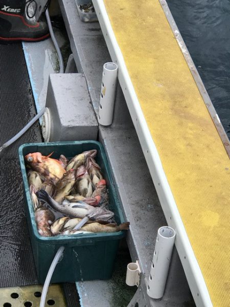 シーランチ 釣果