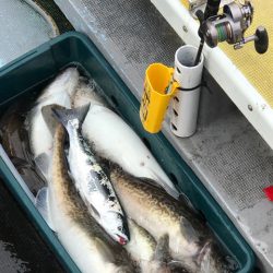 シーランチ 釣果