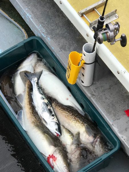 シーランチ 釣果