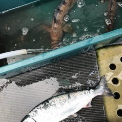 シーランチ 釣果