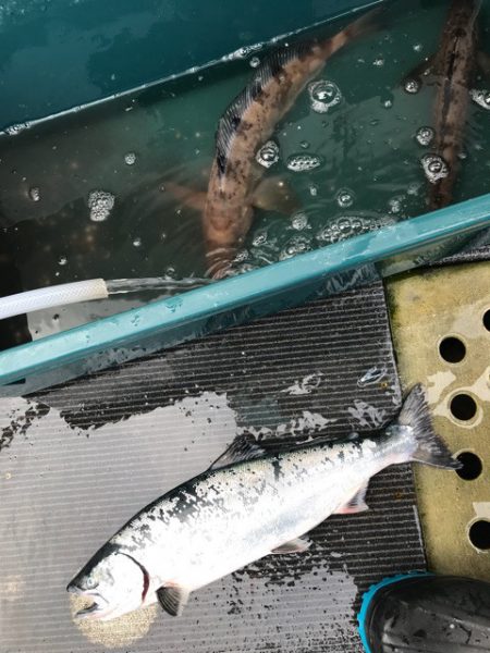 シーランチ 釣果