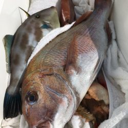 第二八坂丸 釣果