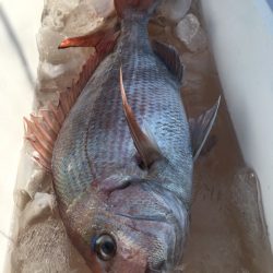 第二八坂丸 釣果