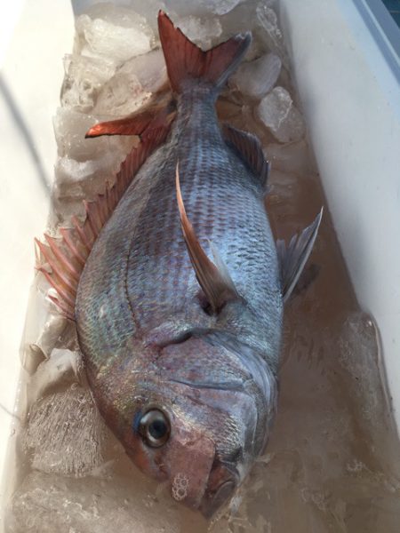 第二八坂丸 釣果