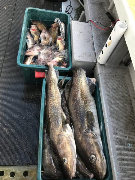 シーランチ 釣果