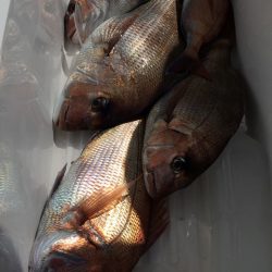 第二八坂丸 釣果