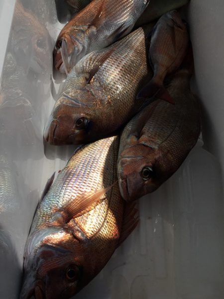 第二八坂丸 釣果