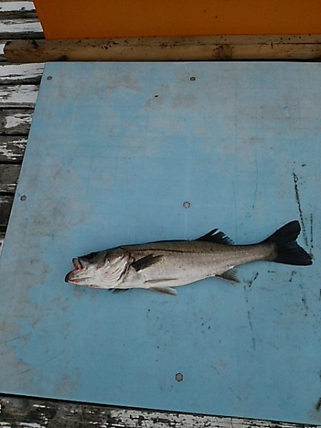 KO-SHIN丸 釣果