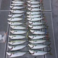 SeaRide(シーライド) 釣果