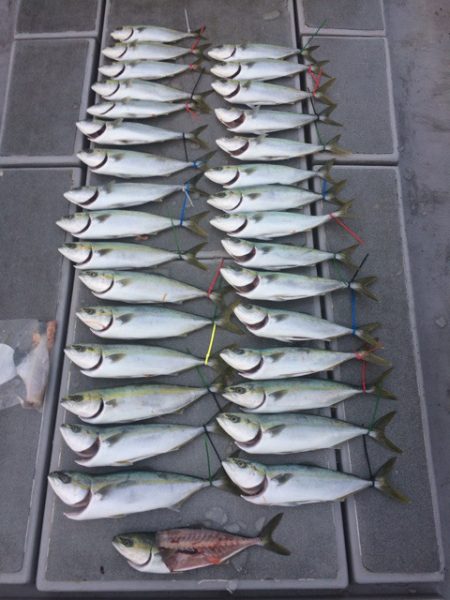 SeaRide(シーライド) 釣果