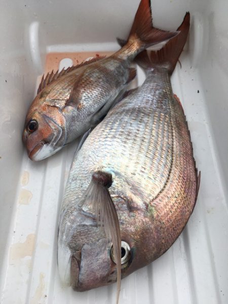 第二八坂丸 釣果