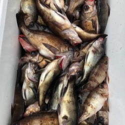 豊和丸 釣果