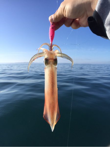 「LaGooN」蒼陽丸 日和号 釣果
