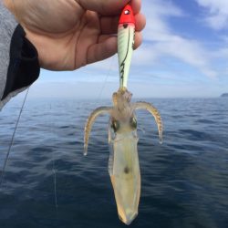 「LaGooN」蒼陽丸 日和号 釣果