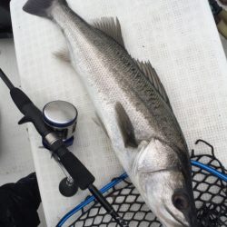 「LaGooN」蒼陽丸 日和号 釣果
