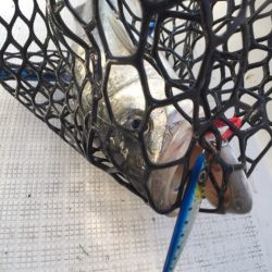 「LaGooN」蒼陽丸 日和号 釣果