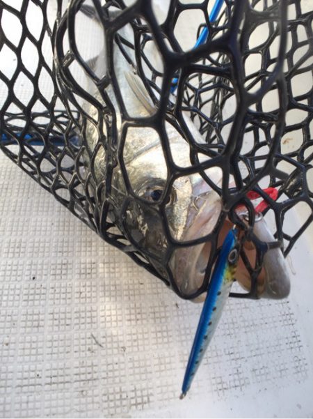 「LaGooN」蒼陽丸 日和号 釣果