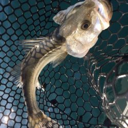 「LaGooN」蒼陽丸 日和号 釣果