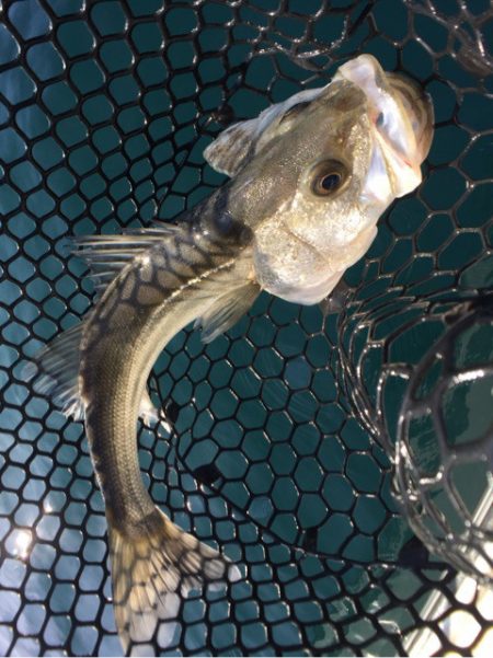 「LaGooN」蒼陽丸 日和号 釣果