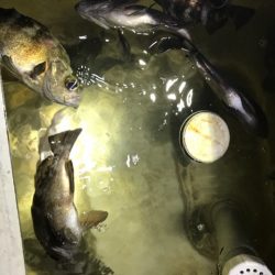 Monster Rush! 釣果