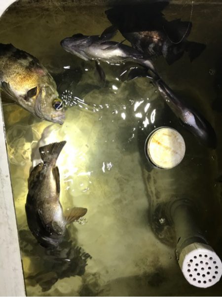 Monster Rush! 釣果